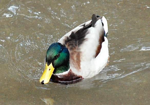 動物図鑑・マガモ
